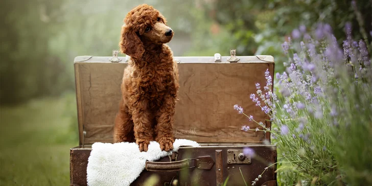 Klasické či kouzelnické focení pejsků: 3-15 výsledných upravených fotek