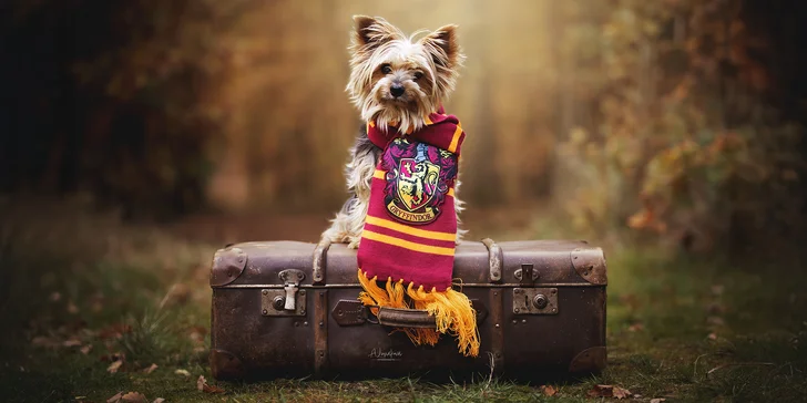 Klasické či kouzelnické focení pejsků: 3-15 výsledných upravených fotek