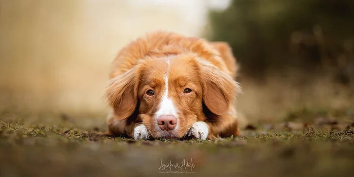 Klasické či kouzelnické focení pejsků: 3-15 výsledných upravených fotek