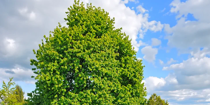 Tónování skel pro všechny typy vozidel: kvalitní fólie Infrasol s 13letou zárukou