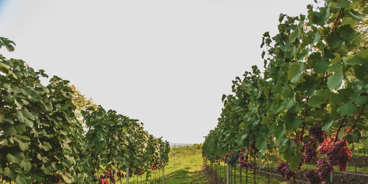 Na rok vinařem v srdci Českého středohoří: vinařské práce, adopce keře i 6 lahví vína