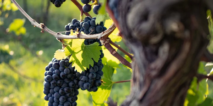 Na rok vinařem v srdci Českého středohoří: vinařské práce, adopce keře i 6 lahví vína