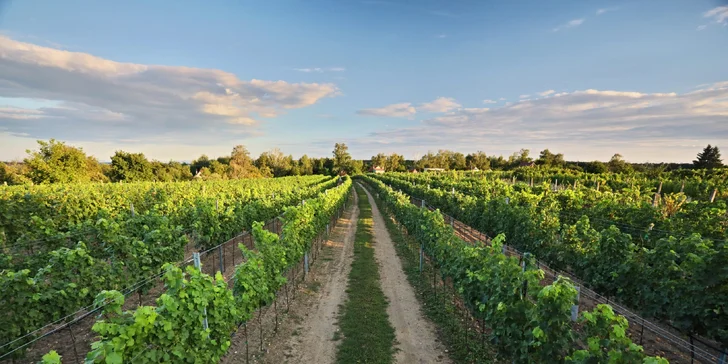 Celovečerní řízená degustace 8 vín v Lednicko-valtickém areálu i studený raut