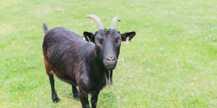 Pobyt v plně vybavené chalupě či srubu až pro 11 osob v Lužických horách