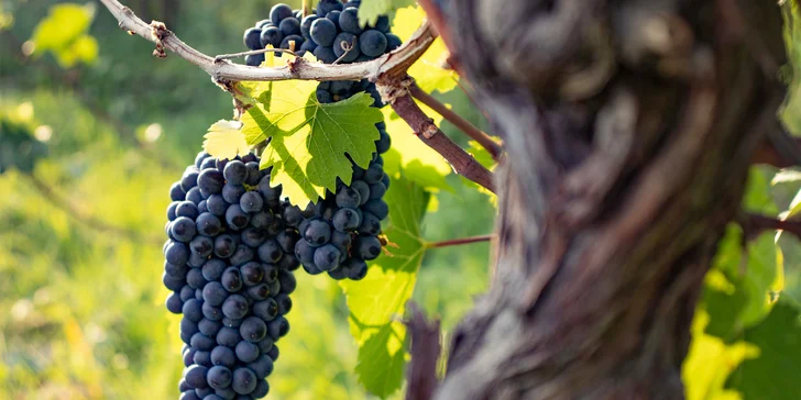 Degustace vulkanických vín pro dva v srdci Českého středohoří ve vinařství WILOMENNA