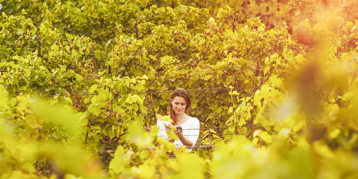 Degustace vulkanických vín pro dva v srdci Českého středohoří ve vinařství WILOMENNA
