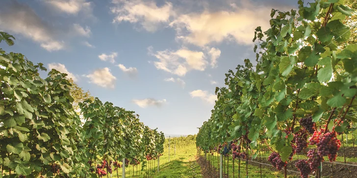 Degustace vulkanických vín pro dva v srdci Českého středohoří ve vinařství WILOMENNA