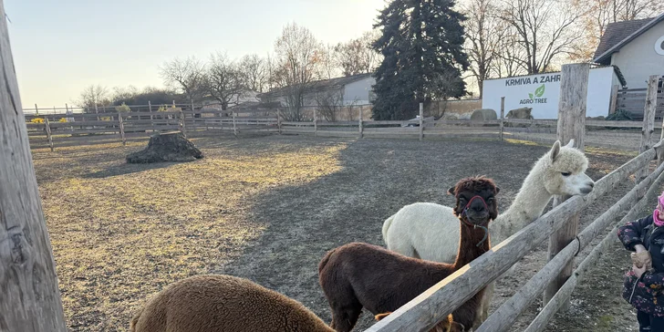 Rodinná procházka s alpakou pro 2 dospělé a 2 děti: seznamka i krmení a focení