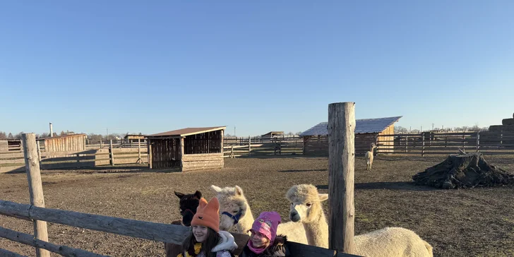 Rodinná procházka s alpakou pro 2 dospělé a 2 děti: seznamka i krmení a focení
