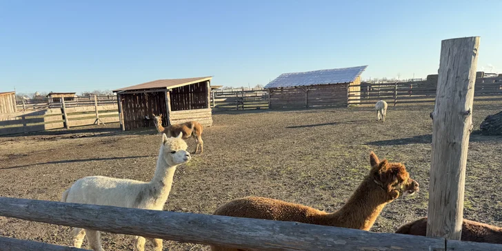 Rodinná procházka s alpakou pro 2 dospělé a 2 děti: seznamka i krmení a focení