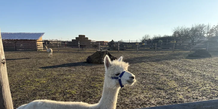 Rodinná procházka s alpakou pro 2 dospělé a 2 děti: seznamka i krmení a focení