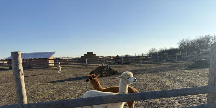 Rodinná procházka s alpakou pro 2 dospělé a 2 děti: seznamka i krmení a focení
