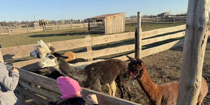 Rodinná procházka s alpakou pro 2 dospělé a 2 děti: seznamka i krmení a focení