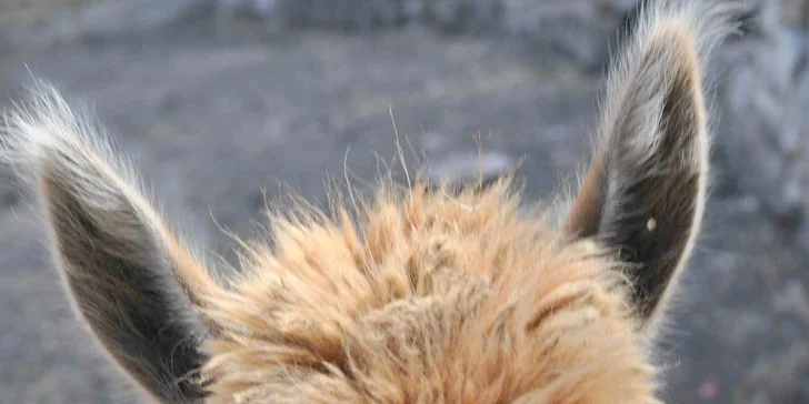 Lamatreking: procházka s lamami a alpakami, 1,5 hodiny, další osoby lze připlatit