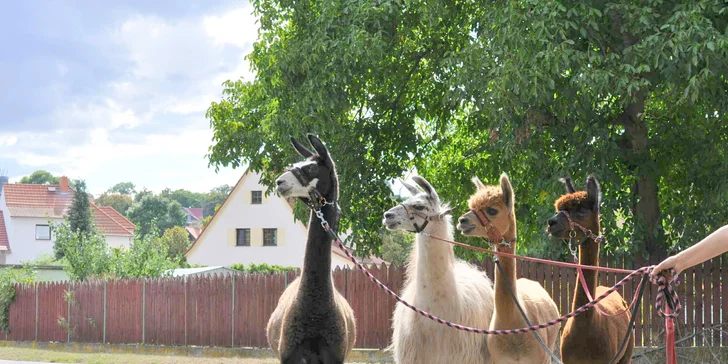 Lamatreking: procházka s lamami a alpakami, 1,5 hodiny, další osoby lze připlatit