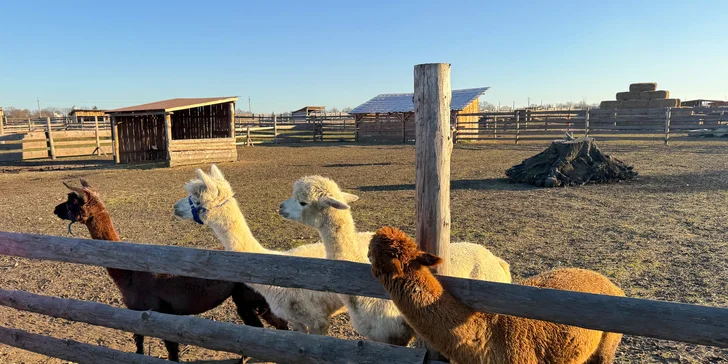 Rodinná procházka s alpakou pro 2 dospělé a 2 děti: seznamka i krmení a focení