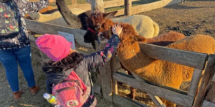 Rodinná procházka s alpakou pro 2 dospělé a 2 děti: seznamka i krmení a focení