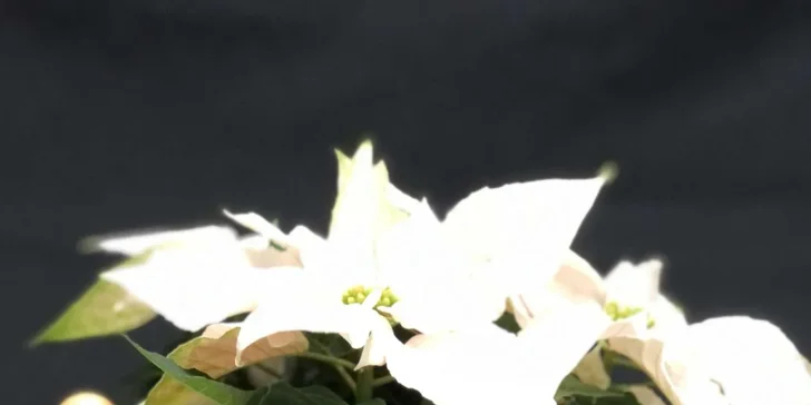 Workshop výroby vánočního květinového boxu nebo svícnu v Brně či Ostravě