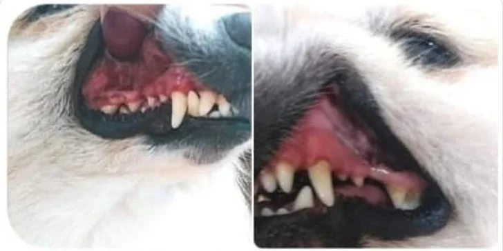 Dopřejte svému pejskovi zdravý dech a krásné zuby: šetrná dentální hygiena pro psy