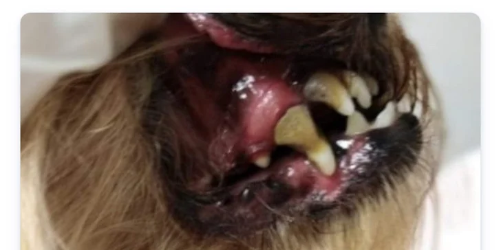 Dopřejte svému pejskovi zdravý dech a krásné zuby: šetrná dentální hygiena pro psy