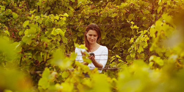 Na rok vinařem v srdci Českého středohoří: vinařské práce, adopce keře i 6 lahví vína