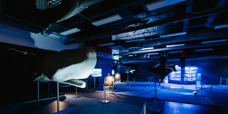 Vstupy na výstavu Obři oceánů v OC Westfield na Černém Mostě