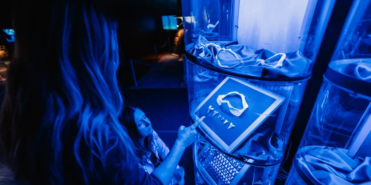 Vstupy na výstavu Obři oceánů v OC Westfield na Černém Mostě