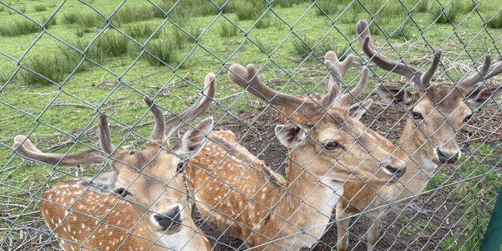 Pobyt u obory s daňky v Lužických horách: tiny house i se snídaní pro 2 osoby