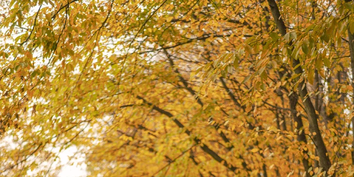 Zpátky do historie: půjčení Trabanta v Písku na 3 hod. a model Trabanta na památku