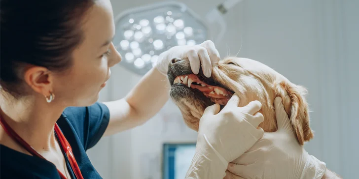 Dopřejte svému pejskovi zdravý dech a krásné zuby: šetrná dentální hygiena pro psy