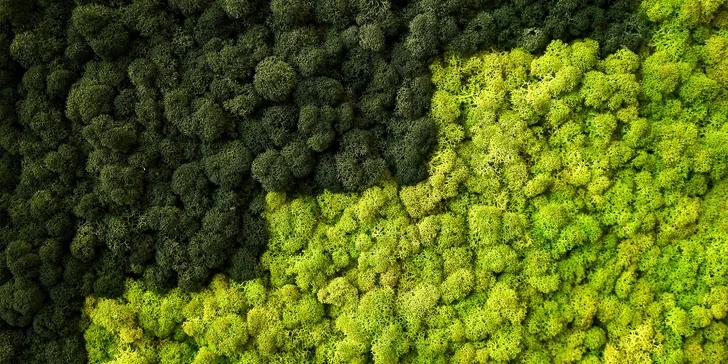 Workshop výroby mechového obrazu pro 1, 2 nebo 4 osoby