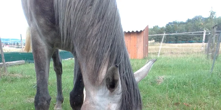 Projížďka na koni v přírodě u Českých Budějovic: 2,5 hod. pro 1 osobu