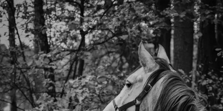 Projížďka na koni v přírodě u Českých Budějovic: 2,5 hod. pro 1 osobu