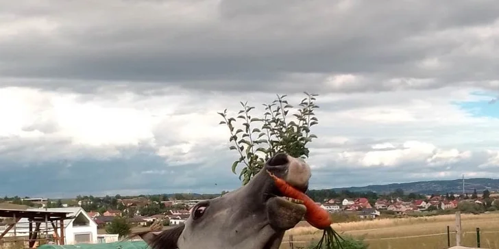 Projížďka na koni v přírodě u Českých Budějovic: 2,5 hod. pro 1 osobu