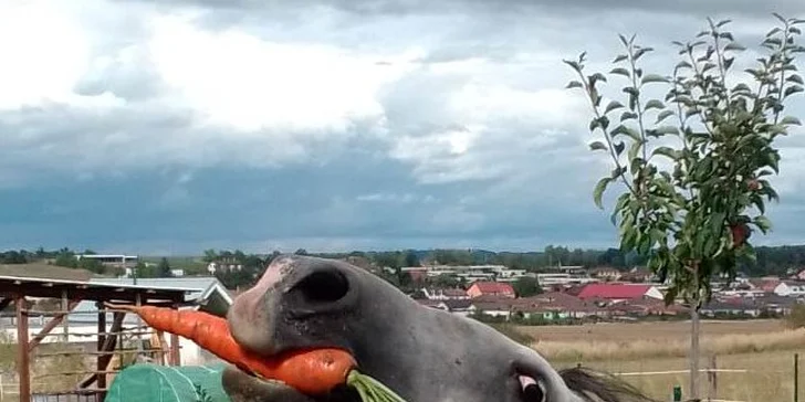 Projížďka na koni v přírodě u Českých Budějovic: 2,5 hod. pro 1 osobu