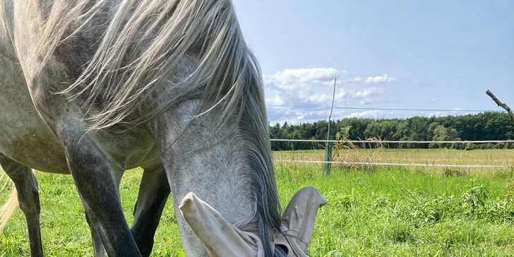 Projížďka na koni v přírodě u Českých Budějovic: 2,5 hod. pro 1 osobu