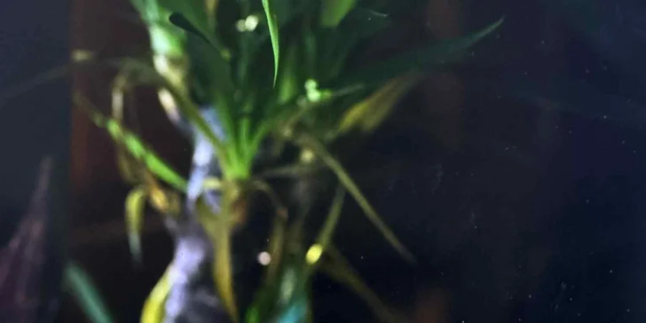 Autentické chutě Indie: Dárkové vouchery do nové indické restaurace a baru v srdci Budějovic