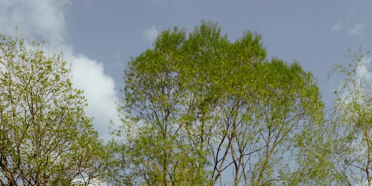 Relax ve Svojanově: tiny house Malý gurmán, vč. finské sauny a možnosti snídaně