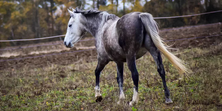 Projížďka na koni v přírodě u Českých Budějovic: 2,5 hod. pro 1 osobu