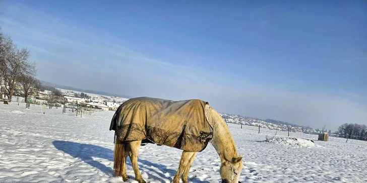 Projížďka na koni v přírodě u Českých Budějovic: 2,5 hod. pro 1 osobu