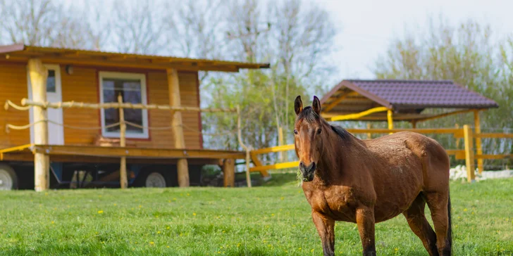 Pobyt mezi zvířátky na ranči: karavan, chatka či maringotka, mini zoo, koně a možnost snídaní