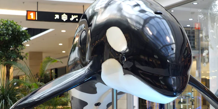 Vstupy na výstavu Obři oceánů v OC Westfield na Černém Mostě