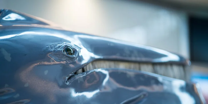 Vstupy na výstavu Obři oceánů v OC Westfield na Černém Mostě