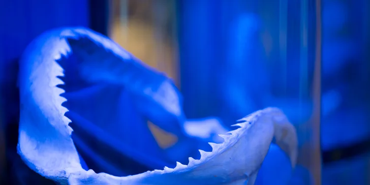 Vstupy na výstavu Obři oceánů v OC Westfield na Černém Mostě