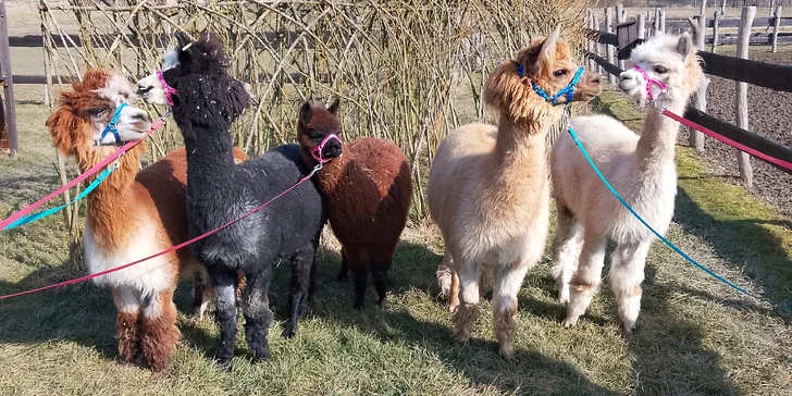 Zvířata na dosah ruky: VIP vstup na Statek u Merlina vč. vstupenky do zooparku pro všechny