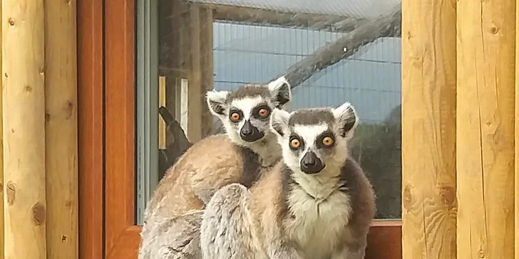 Rodinný vstup na statek se spoustou zvířat: velbloudi, pštros, opičky, kozy, lamy i chameleon