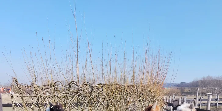 Rodinný vstup na statek se spoustou zvířat: velbloudi, pštros, opičky, kozy, lamy i chameleon