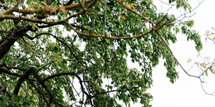 Glamping ve Velkých Pavlovicích přímo u vinice s výhledem na Pálavu