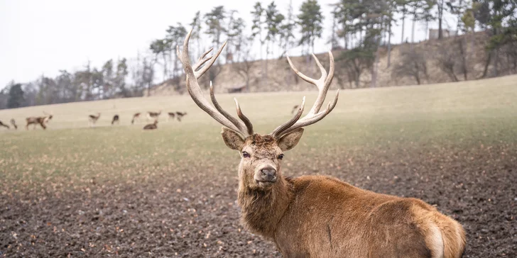 Romantický pobyt ve vybaveném tiny house na východu Čech s koupacím sudem