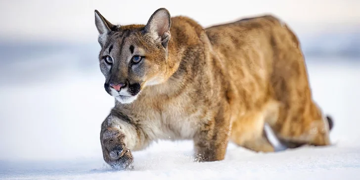 Staňte se ošetřovatelem u kočkovitých šelem: 90 min. ve všední dny pro dva či rodinu